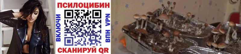 Псилоцибиновые грибы Psilocybe Киселёвск